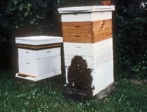 Hives with traditional section supers in place.  The tall colony is badly crowded in order to force the bees to work the section supers.  In rebellion, the bees would frequently swarm or even abscond.  But otherwise, beautiful basswood sections of comb honey was the result.  Most of the equipment pictured is no longer manufactured.